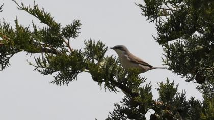 Küçük akgerdanlı ötleğen