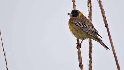 Karabaşlı kirazkuşu