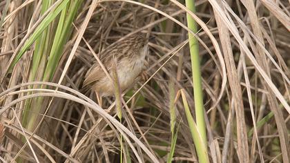 Delicate prinia