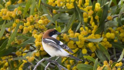 Kızılbaşlı örümcekkuşu