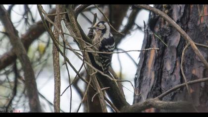 Küçük ağaçkakan