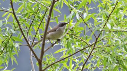 Küçük akgerdanlı ötleğen