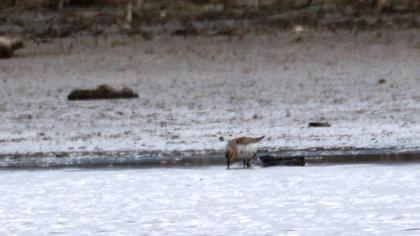 Karakarınlı kumkuşu