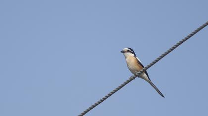 Maskeli örümcekkuşu