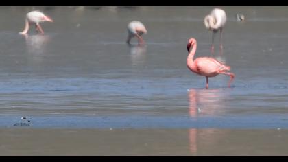Küçük flamingo
