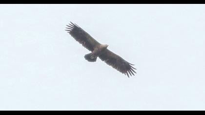 Küçük orman kartalı