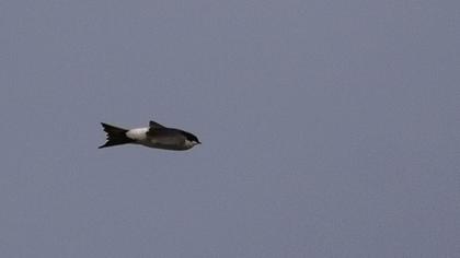 Common House Martin