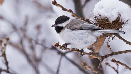 Akyanaklı baştankara
