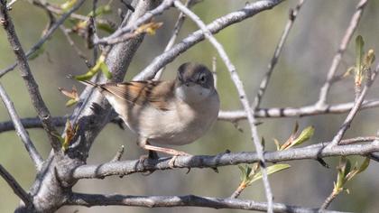 Küçük akgerdanlı ötleğen