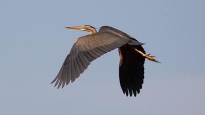 Erguvani balıkçıl