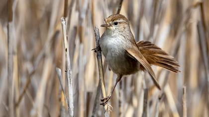 Cetti`s Warbler