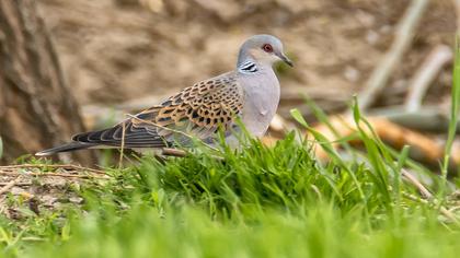 European Turtle Dove
