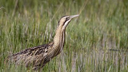 Eurasian Bittern