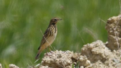Kızılgerdanlı incirkuşu