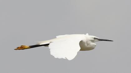 Küçük ak balıkçıl