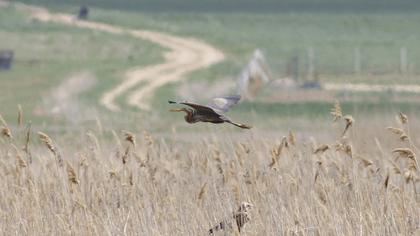 Erguvani balıkçıl