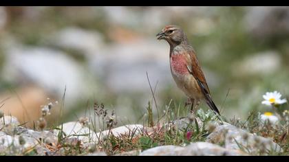 Common Linnet
