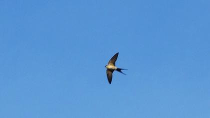 Kızıl kırlangıç