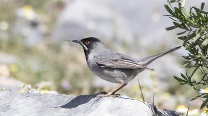 Karaboğazlı ötleğen