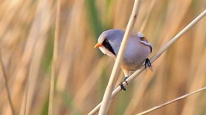 Bıyıklı baştankara