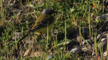 Sarı kuyruksallayan