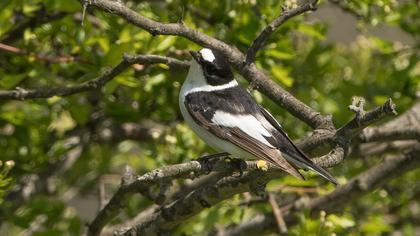 Collared Flycatcher