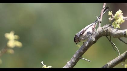Uzunkuyruklu baştankara
