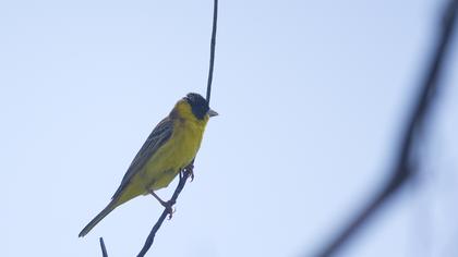 Karabaşlı kirazkuşu