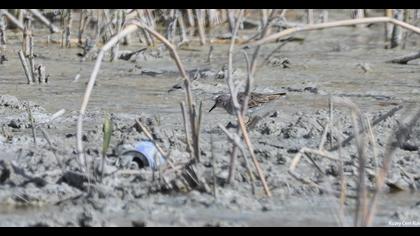 Temminck`s Stint