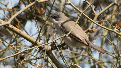 Küçük akgerdanlı ötleğen