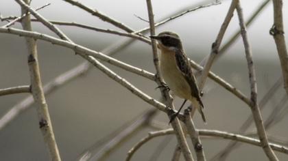 Whinchat