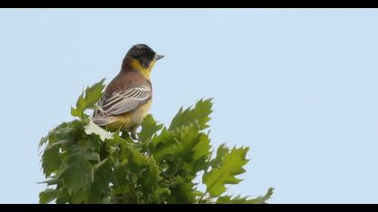 Karabaşlı kirazkuşu