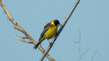 Karabaşlı kirazkuşu