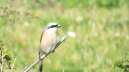 Kızılsırtlı örümcekkuşu