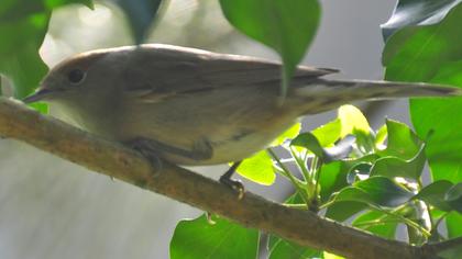 Karabaşlı ötleğen