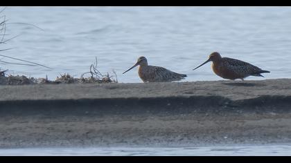 Kıyı çamurçulluğu