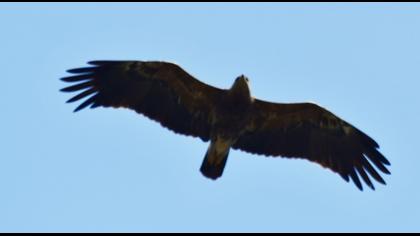 Küçük orman kartalı