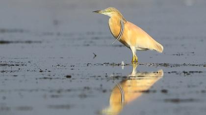 Squacco Heron
