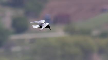 White-winged Tern