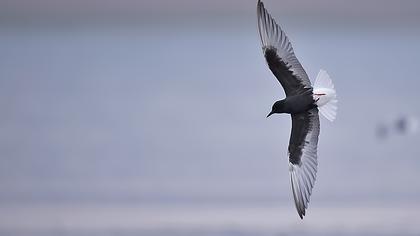 White-winged Tern