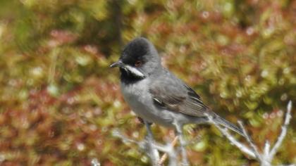 Karaboğazlı ötleğen