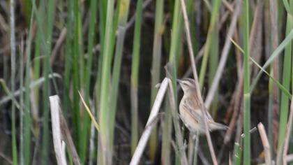 Kındıra kamışçını