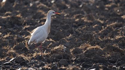 Sığır balıkçılı