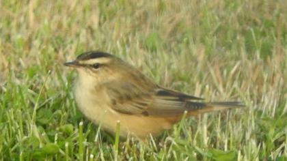 Kındıra kamışçını