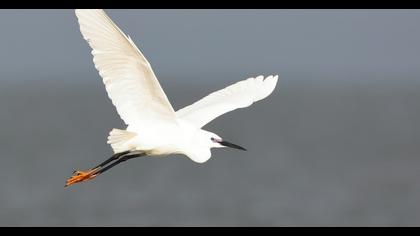 Küçük ak balıkçıl