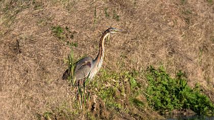 Erguvani balıkçıl