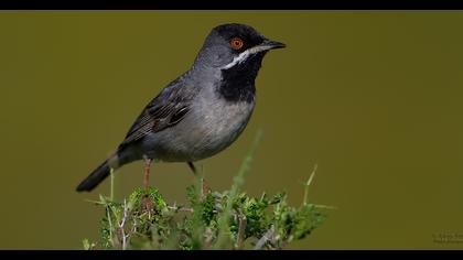 Karaboğazlı ötleğen