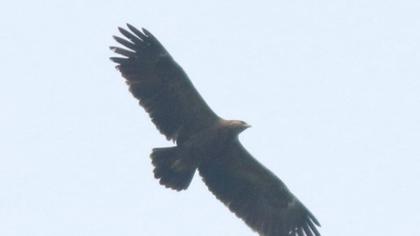 Büyük orman kartalı