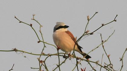 Kızılsırtlı örümcekkuşu