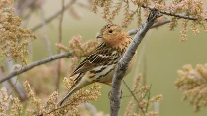 Kızılgerdanlı incirkuşu